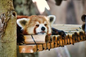 sleeping red panda