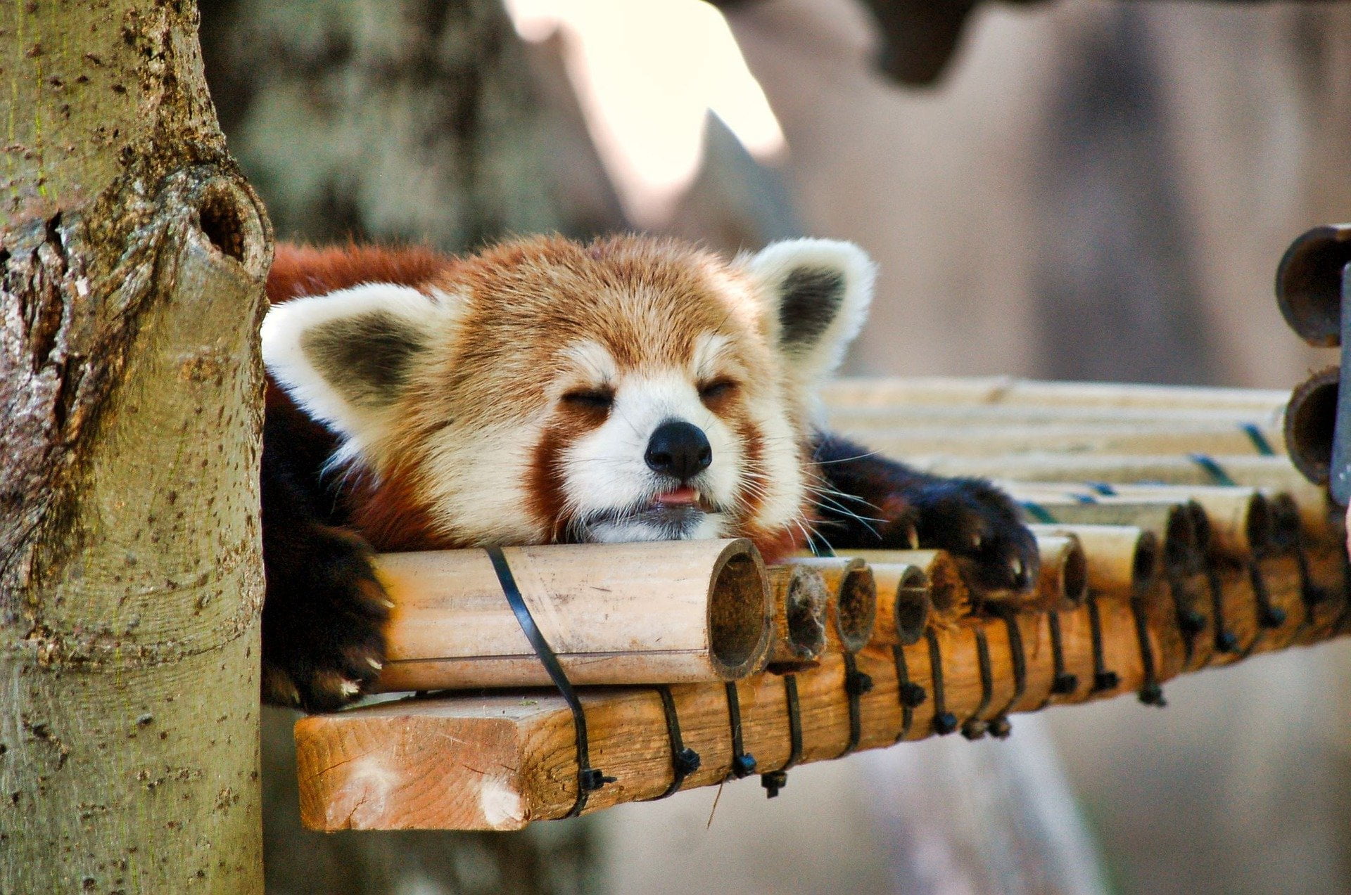 Red Panda in India: Where to Find, Characteristics, Conservation Status