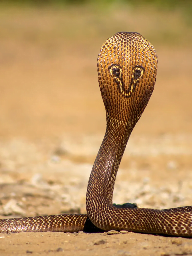 India’s Top 5 Deadly Snakes